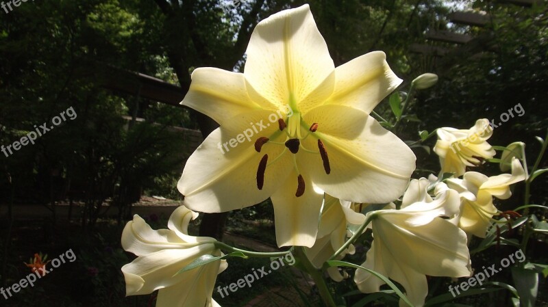 Lily White Flowers Gardening Free Photos