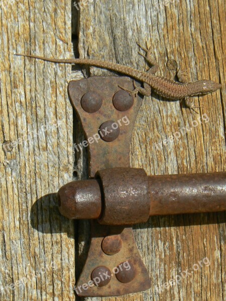 Loqueteau Lizard Door Ile De Ré Free Photos