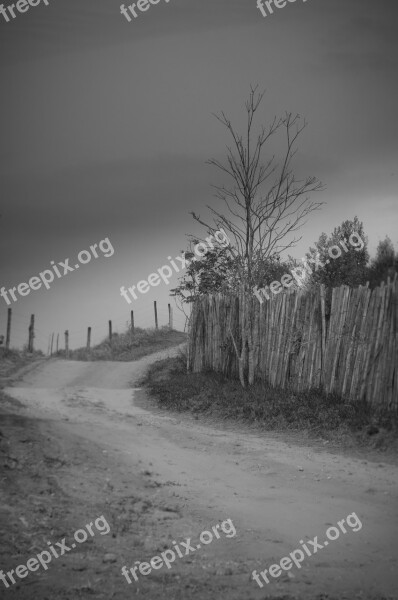 Dry Tree Dirt Road Darkening Free Photos