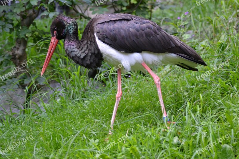 Stork Black Stork Nature Flightless Bird Bird