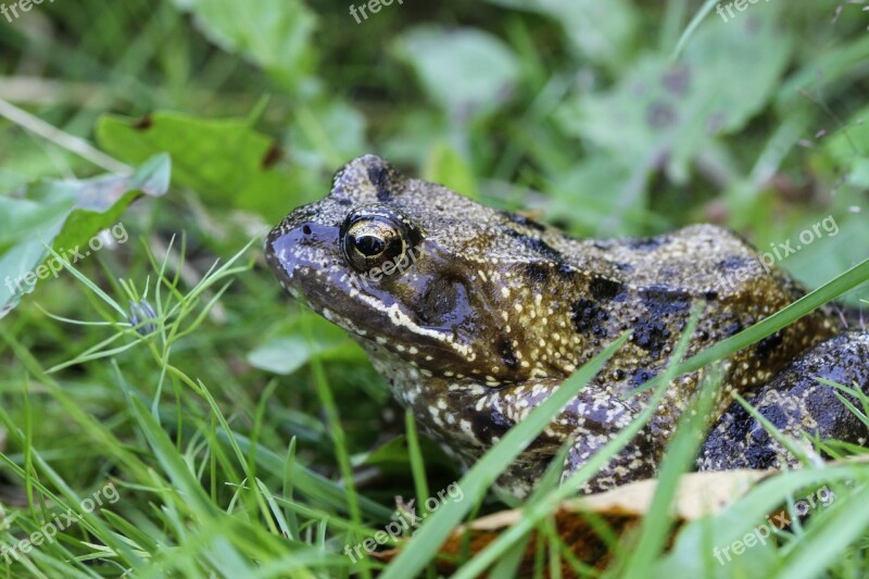 Frog High Toad Amphibians Close Up