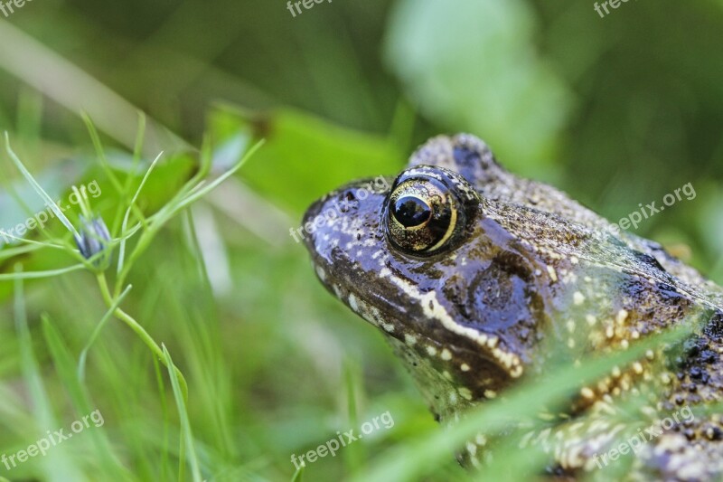 Frog High Toad Amphibians Close Up