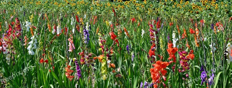 Gladiolus Flowers Sunflower Blossom Bloom