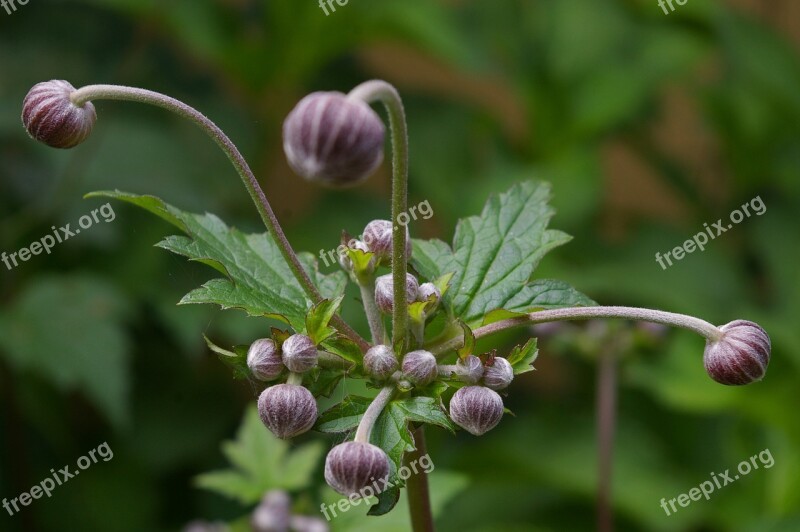 Annemone Plant Bud Nature Garden