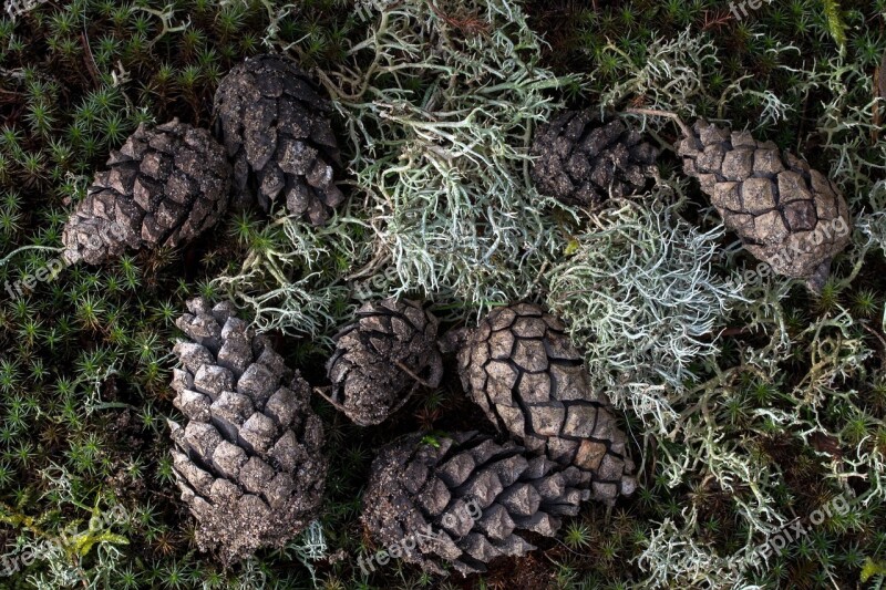 Forest Forest Floor Tap Pine Cones Moss