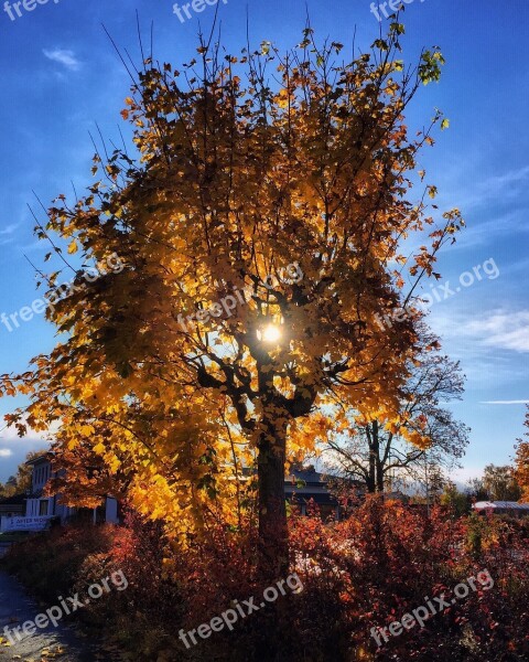 Autumn Yellow Leaves Tree Foliage Blue Sky