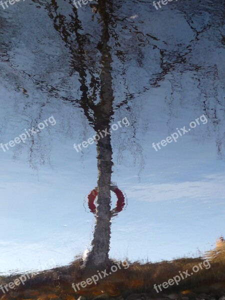 Mirror Image Water Birch Tree Buoy