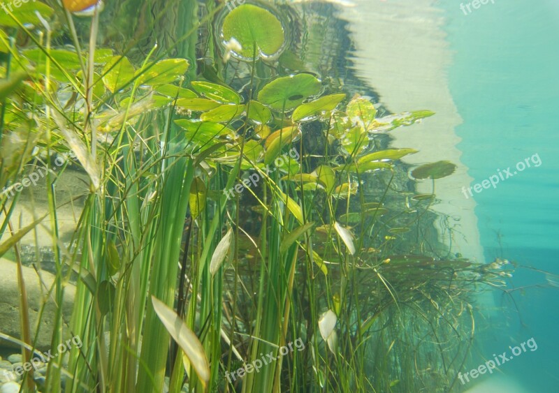 Underwater Photography Pond Plants Aquatic Plants Biotope