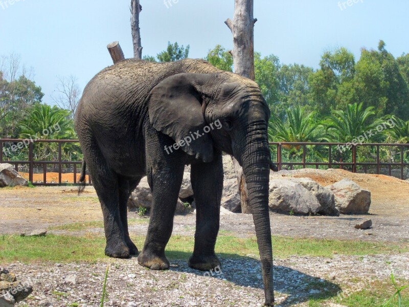 Elephant Zoo Pachyderm Animals Proboscis