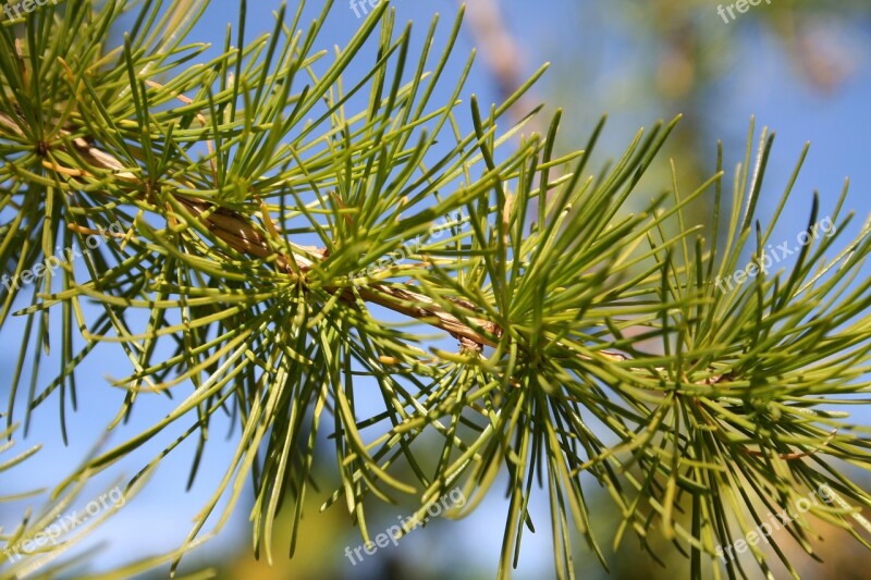 Pine Tree Macro Branch Conifer