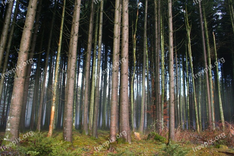 Forest Trees Nature Autumn Log