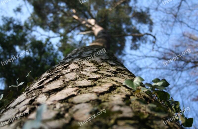 Tree Forest Nature Branch Branches Log