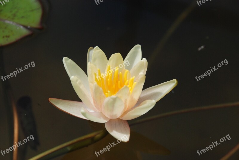 Lily Water Lily Flower Pond Flowers