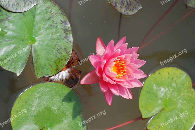 Lily Water Lily Flower Pond Flowers