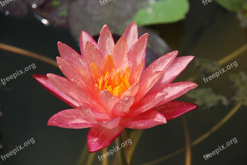 Lily Water Lily Flower Pond Flowers