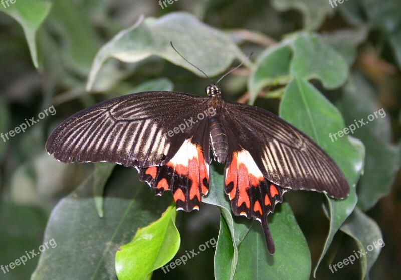 Butterfly Insect Public Record Nature Caterpillar