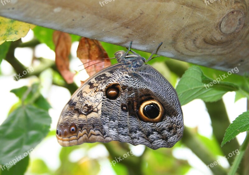 Butterfly Insect Public Record Nature Caterpillar