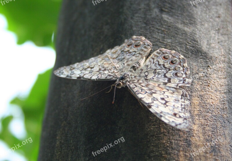 Butterfly Insect Public Record Nature Caterpillar