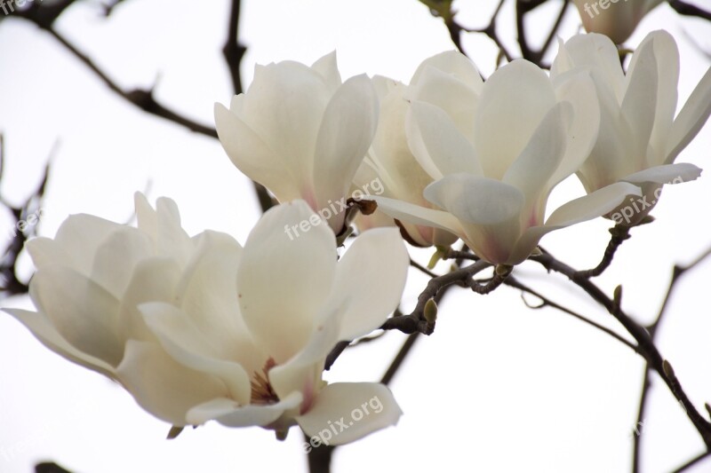 Flower Japan Flowering Tree Bloom Spring