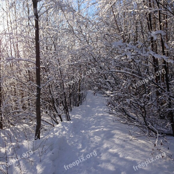 Winter Forest Winter Forest Snow Snow Winter Nature