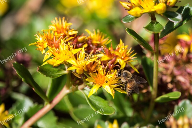 Bee Yellow Flower Pollination Nature