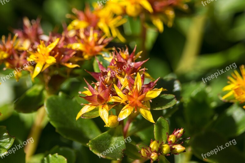 Petite Flower Yellow Macro Star Shaped Flower