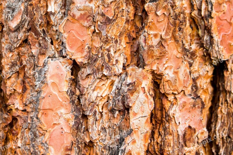 Tree Bark Trunk Texture Wood Deciduous