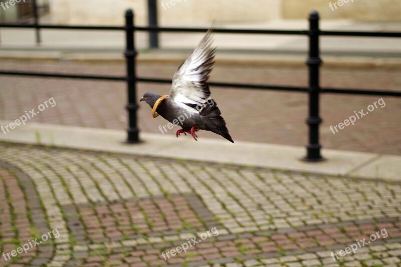 Dove Flying Funny Bread Escapes