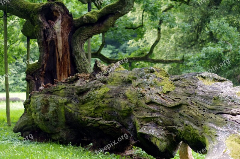 Tree Overturned Rotten Old Great