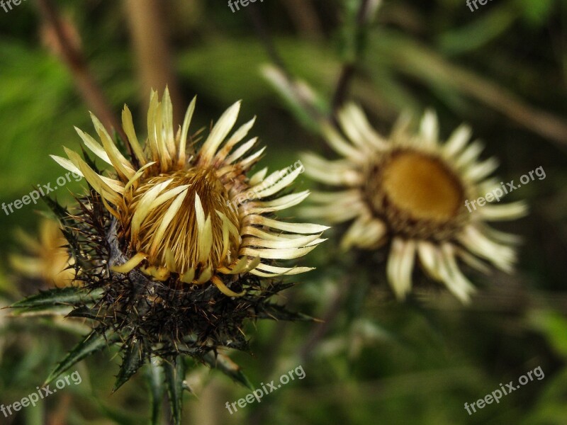 Carlina Vulgaris Flower Wild Thistle Meadow