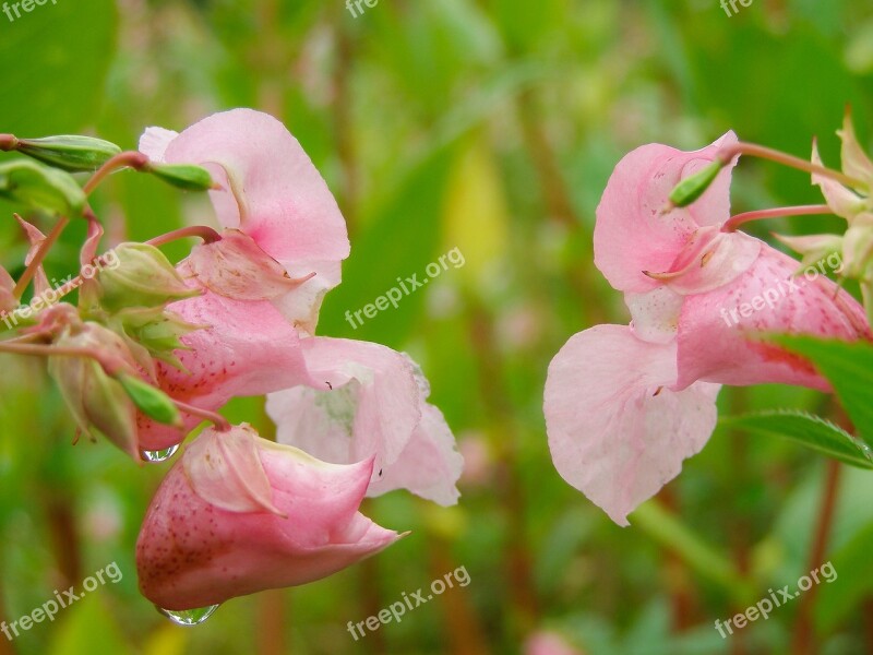 Himalayan Impatiens Flower Pink Dashing Drops