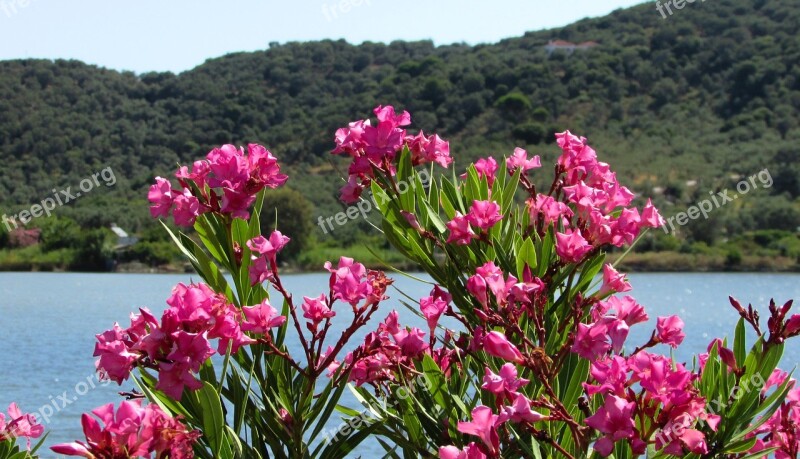 Greece Xanemos Lagoon Biotope Plant