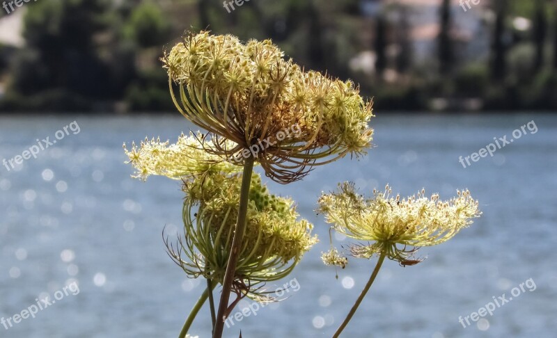 Cyprus Xanemos Lagoon Biotope Plant