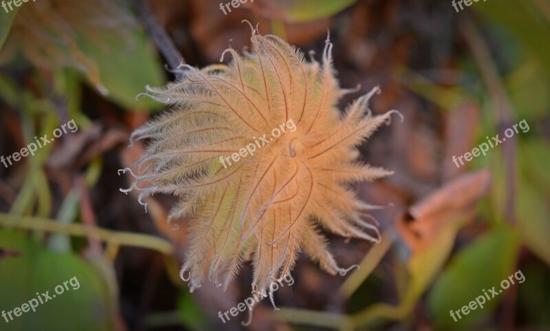 Clematis Seeds Hairy Fluffy Pods