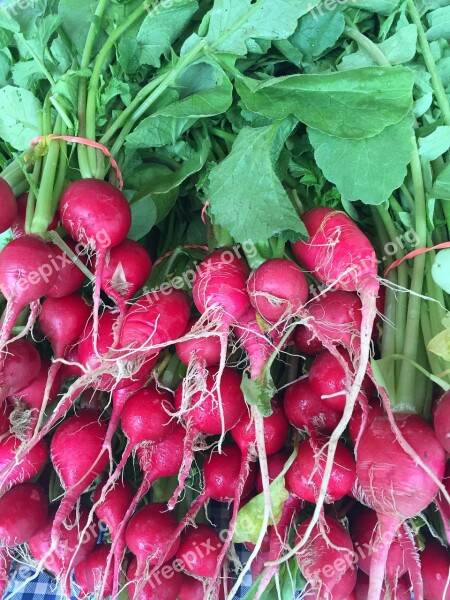 Radishes Farmers Market Vegetable Eat Plant