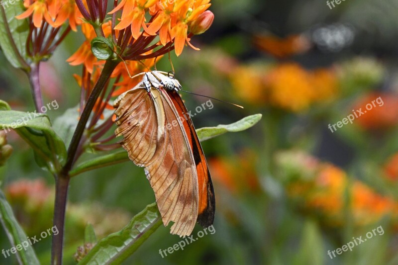 Butterfly Insect Wing Flying Eyes