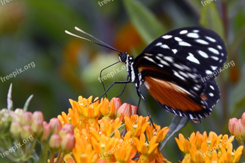 Butterfly Insect Wing Flying Animal