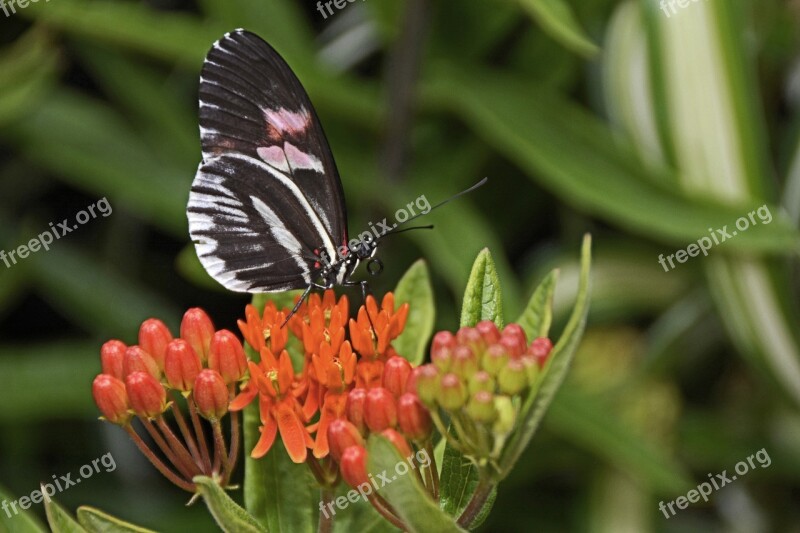 Butterfly Insect Wing Flying Animal