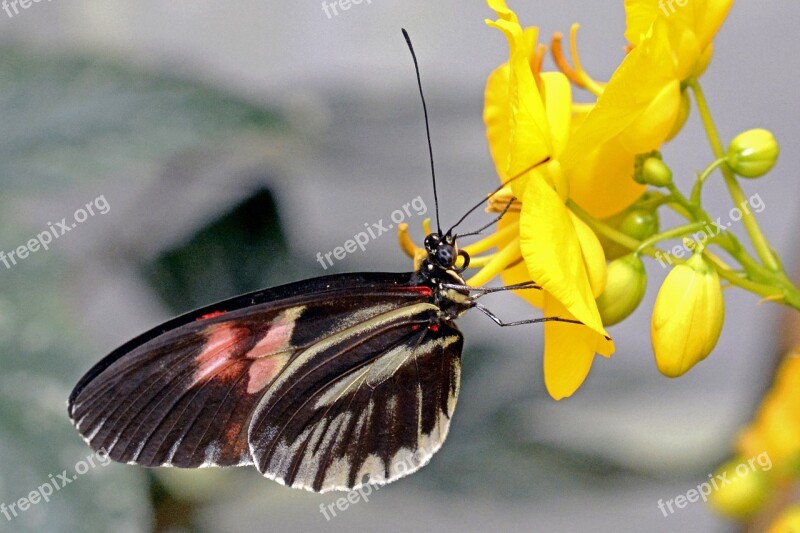 Butterfly Insect Wing Flying Animal