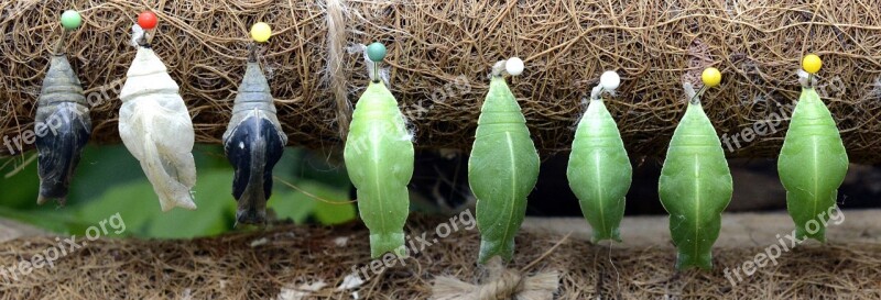 Track Butterflies Metamorphosis Breeding Hanging