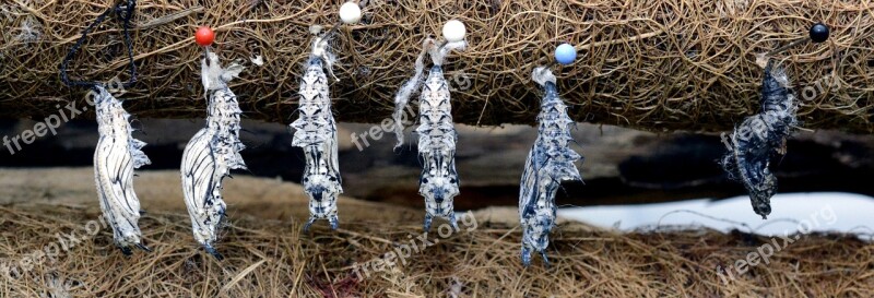 Track Butterflies Metamorphosis Breeding Hanging