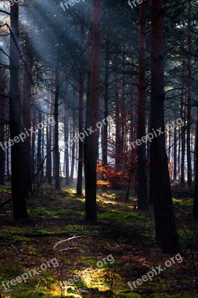 Forest Light Light Beam Morgenstimmung Lighting