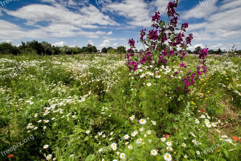 Summer Clouds Sun Nature Wild Flowers