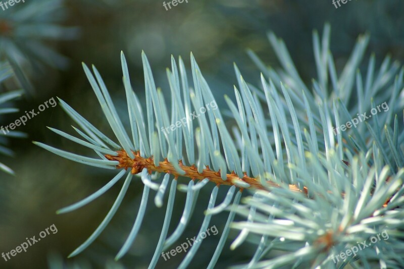 Fir Pine Foliage Nature Conifer