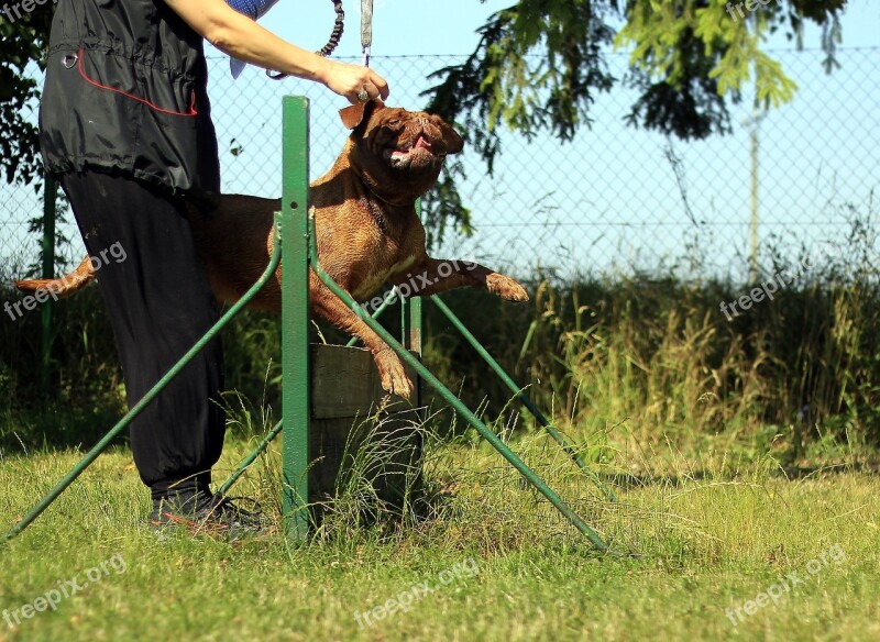 Training Bordeaux Mastiff Dog Summer