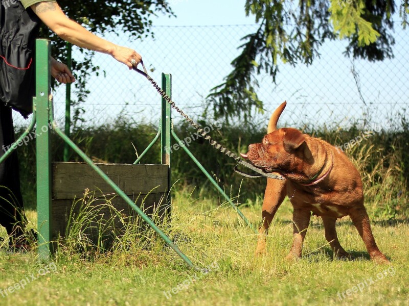 Training Bordeaux Mastiff Dog Summer