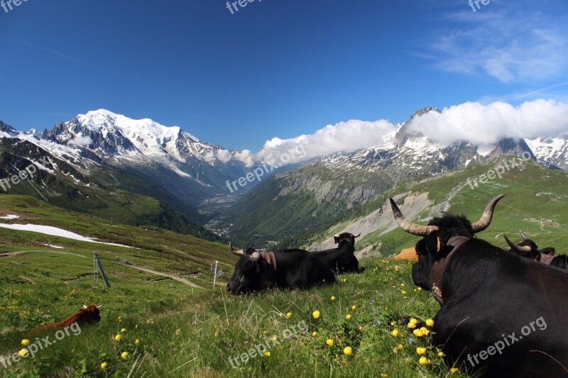 Mont Blanc Tour Mont Blanc Alps Migration Trekking