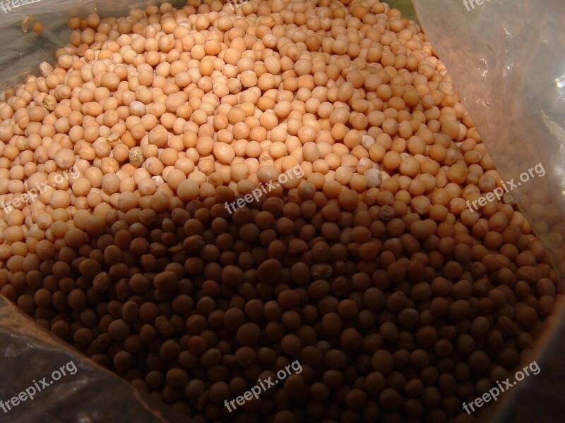 Mustard Seeds Summer Yellow Food Natural