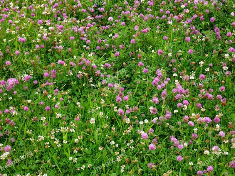 Klee Clover Meadow Meadow Lucky Clover Green