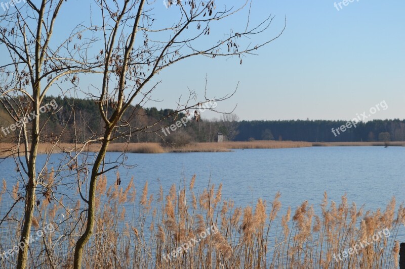 Pond Reed Spring Tower Wood